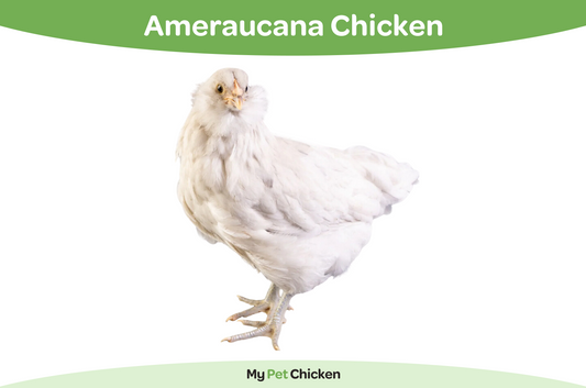 One of the most striking features of Ameraucanas is their distinctive feather patterns and colors. They come in a variety of hues, including black, blue, splash, lavender, and wheaten.