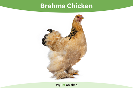 Brahma Chicken Breed: The Ultimate Guide