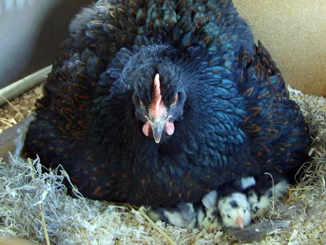 What is a Broody Hen? What signs should you look for?