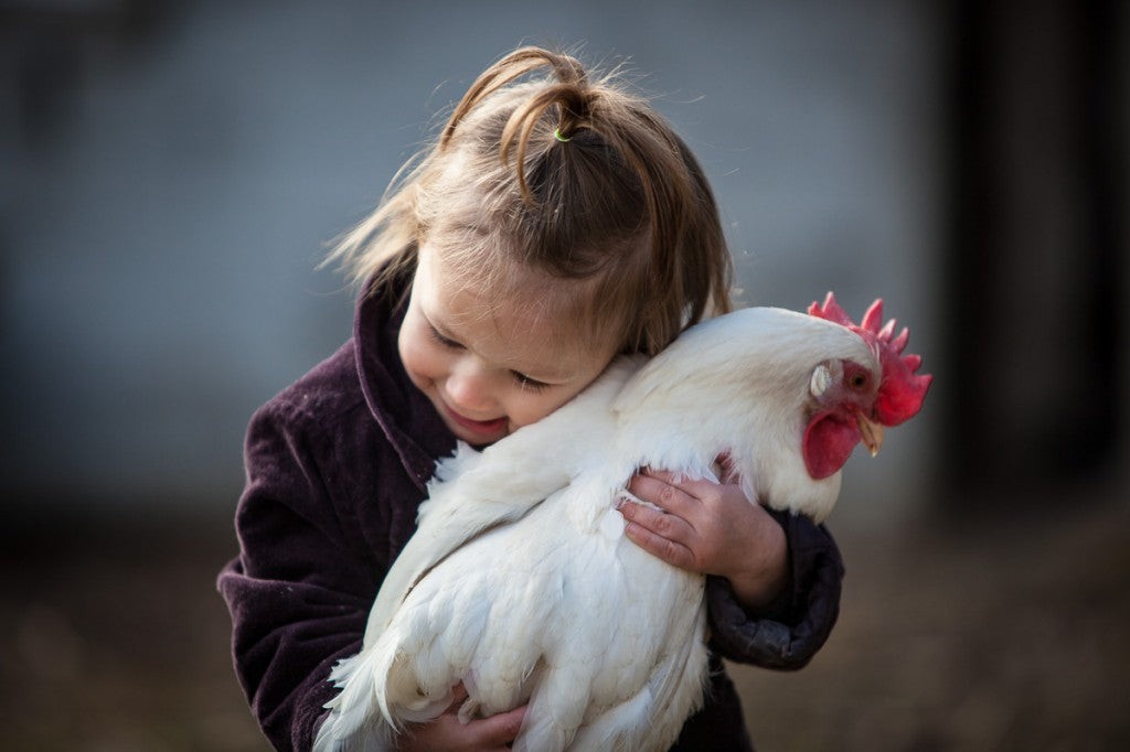The Art of Hand-feeding Chickens