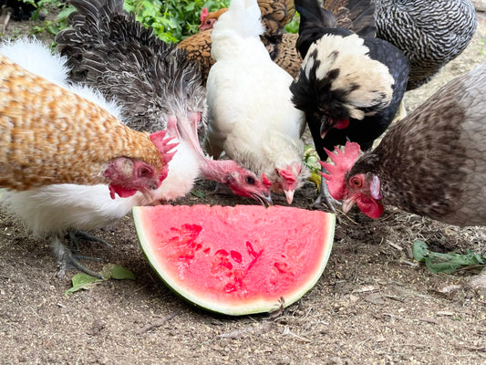 Backyard Pet Chickens: 5 Tips for Beating the Heat