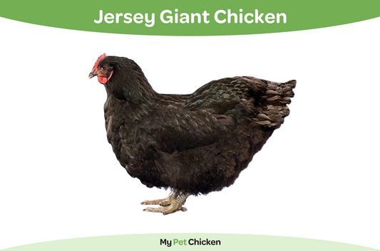 The Jersey Giant chicken makes a great addition to backyard flocks. 