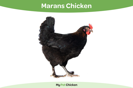 The Marans chicken breed lays a beautiful dark chocolate colored egg. 