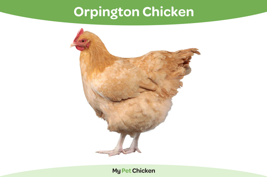 Buff Orpington chickens are a popular backyard breed. 