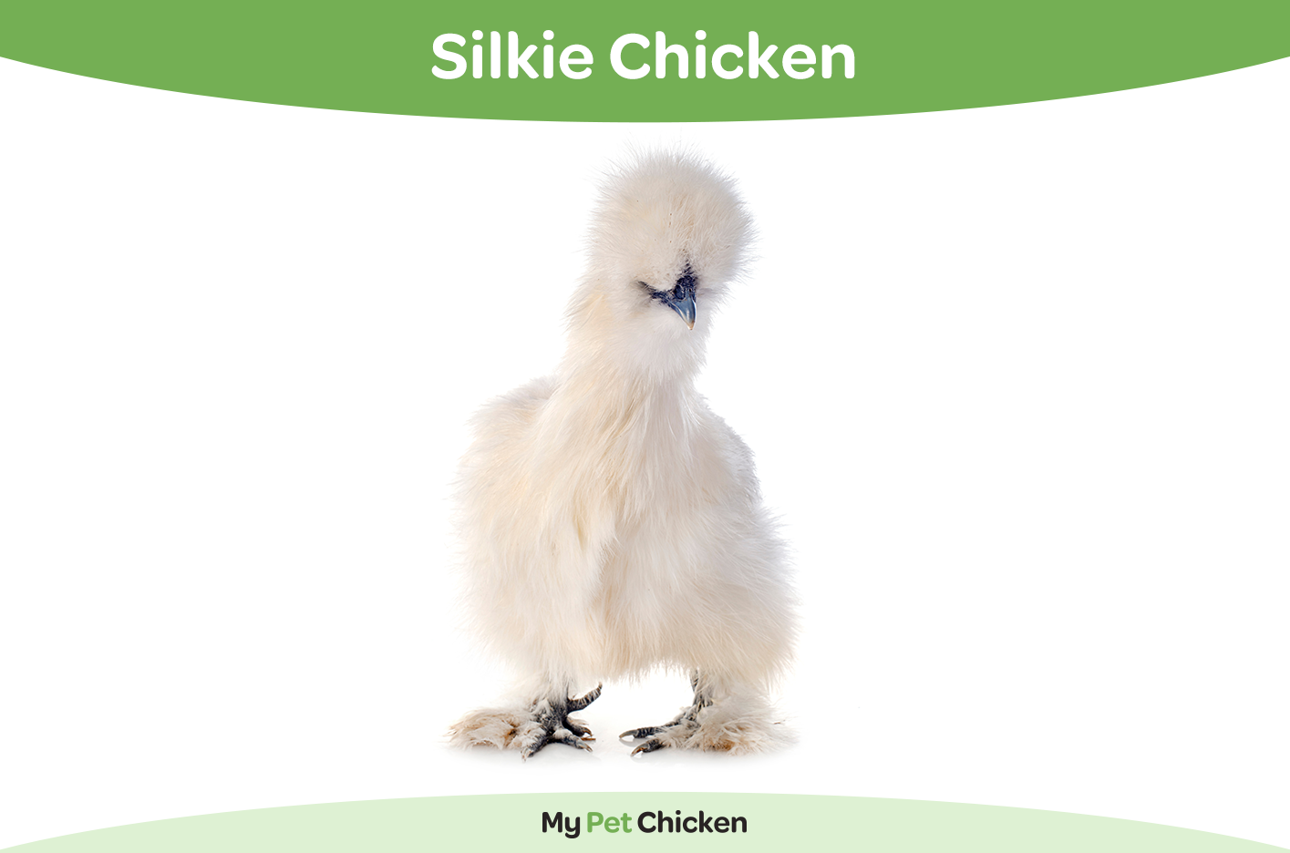 Silkie chicken 