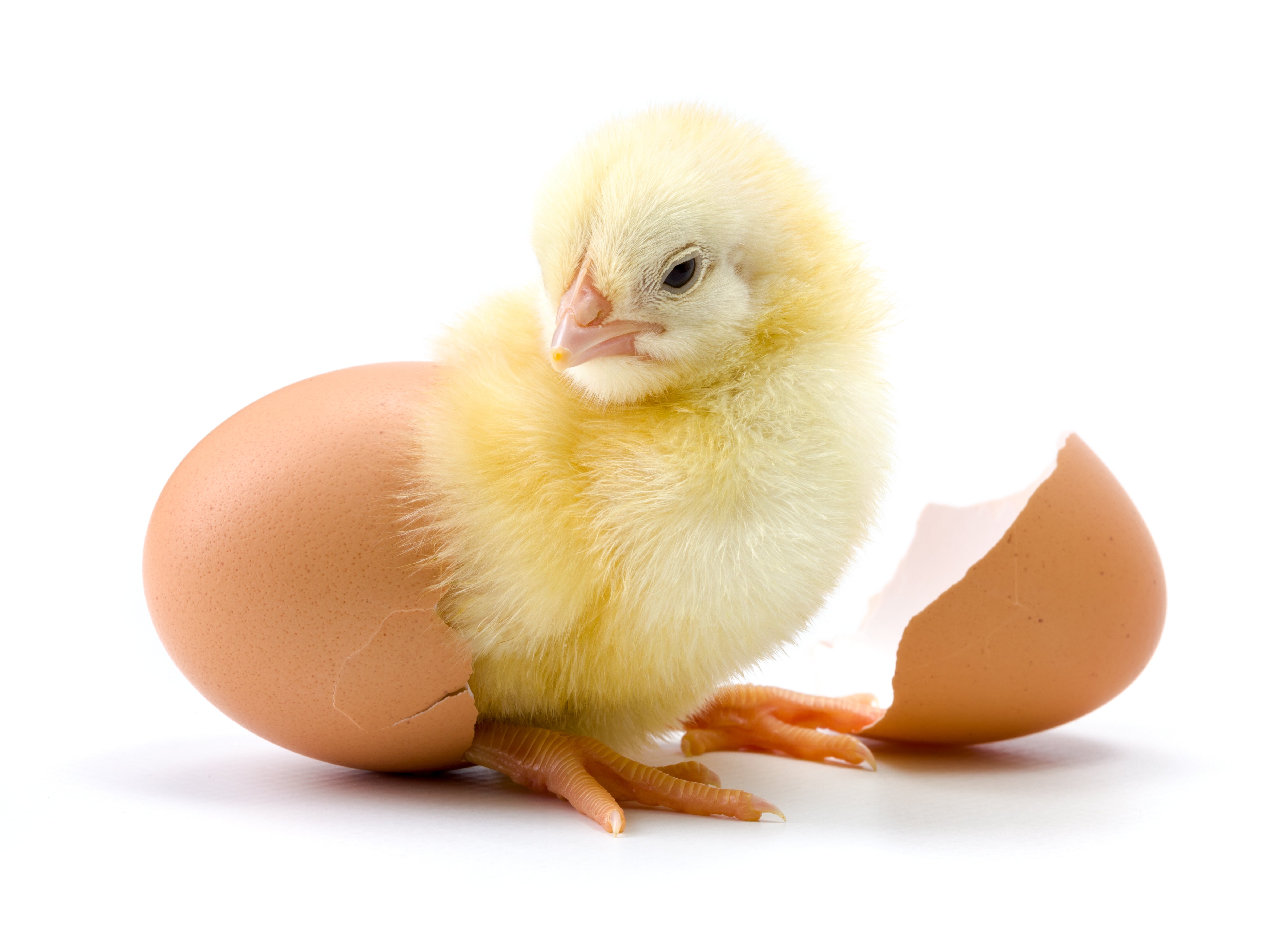 How do you tell if a baby chick is female or male? 