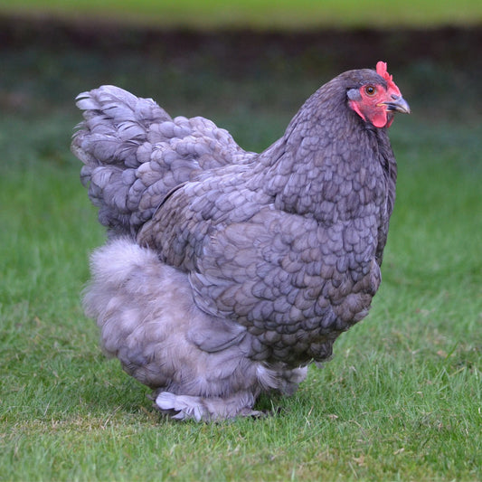 The Cochin chicken breed are big and fluffy. They have a gentle disposition. 