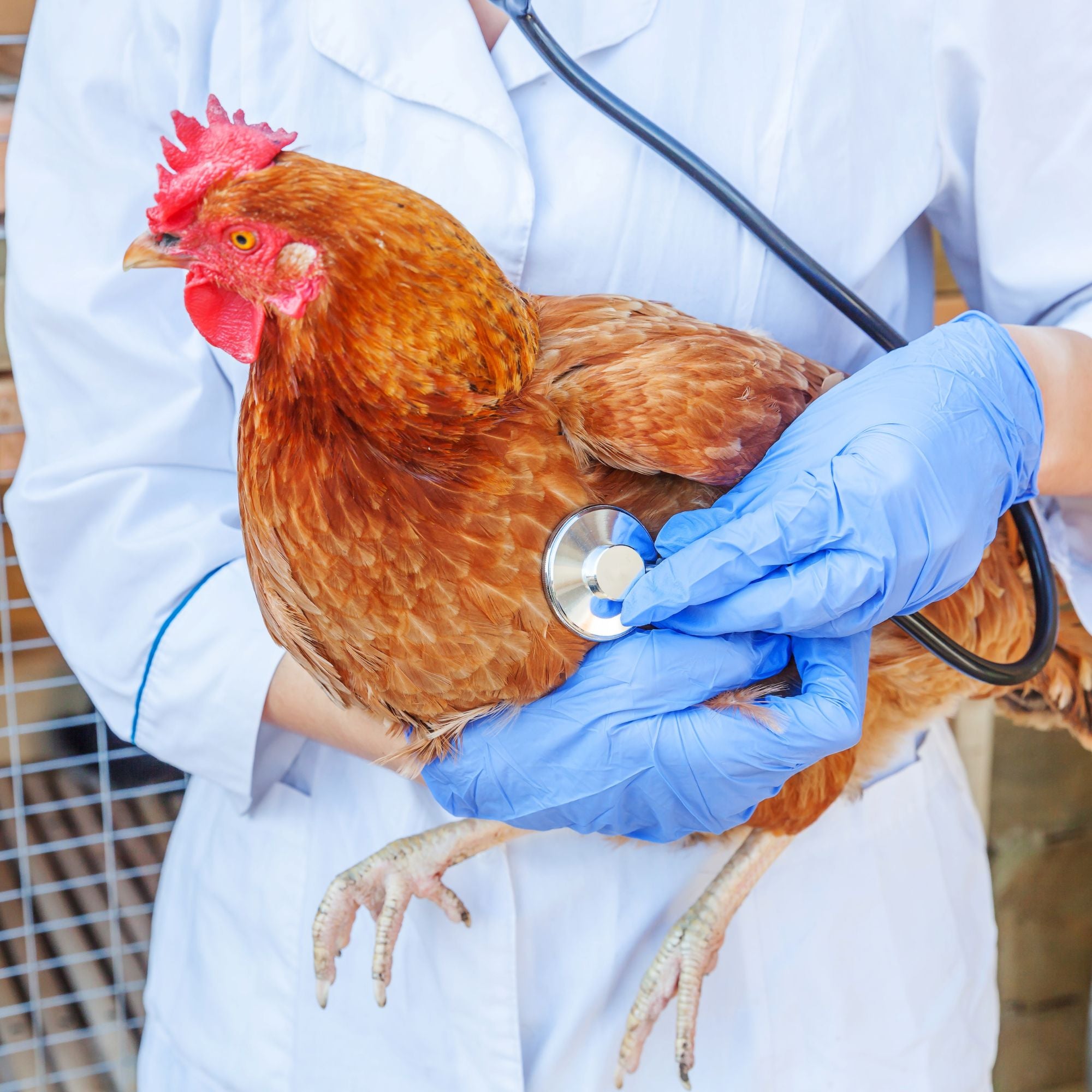 Learn how to care for a wounded chicken