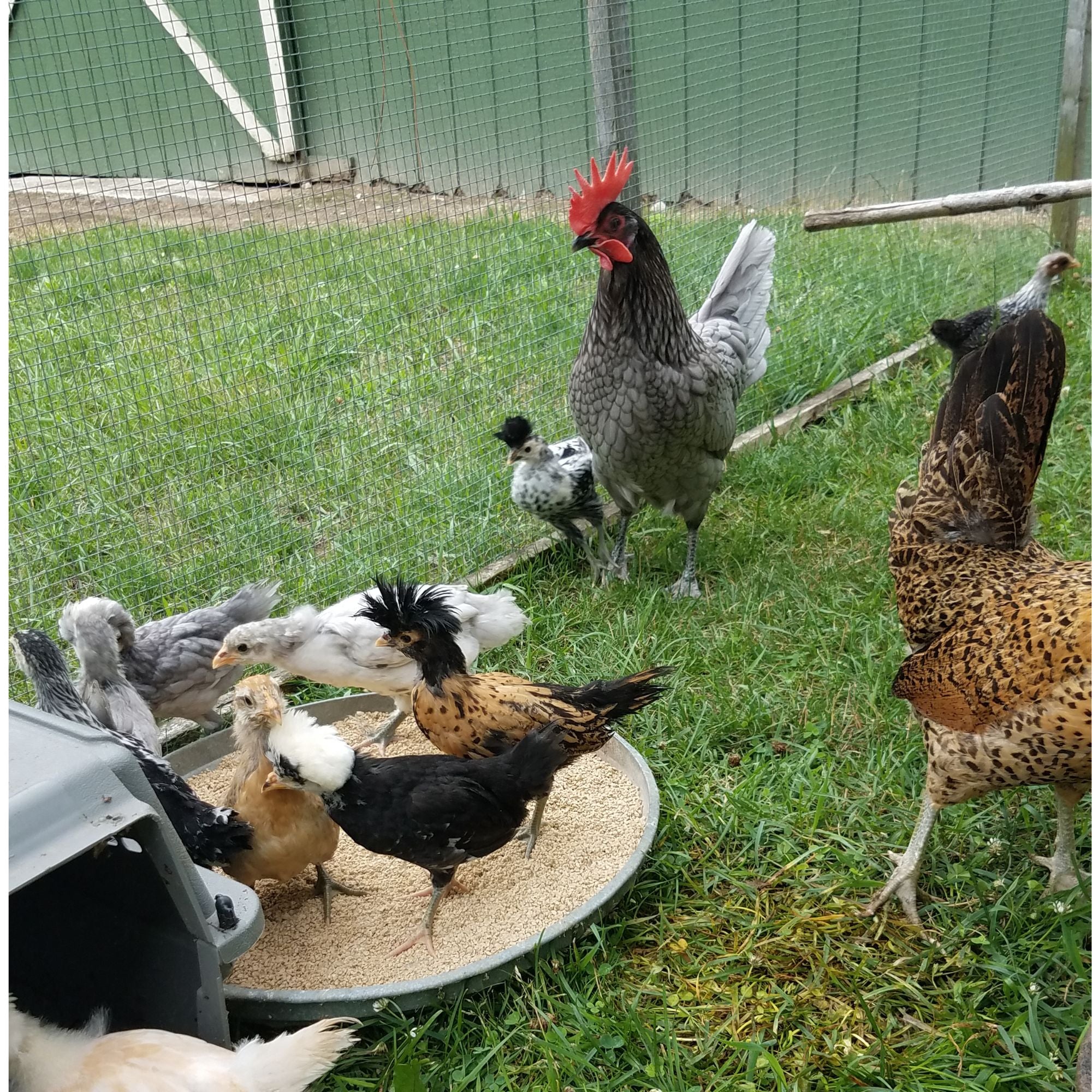A slow introduction is best when adding new members to your chicken flock. 