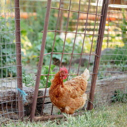 Chickens can help you in your garden by offering pest control and weeding. 