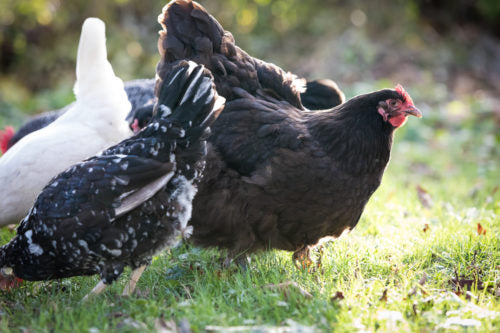 Free Range? Four Ways to Manage your Small Flock