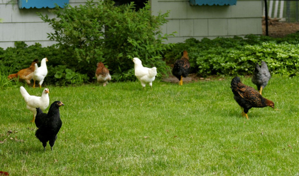 Chickens and Gardening: Top 5 ways to combine