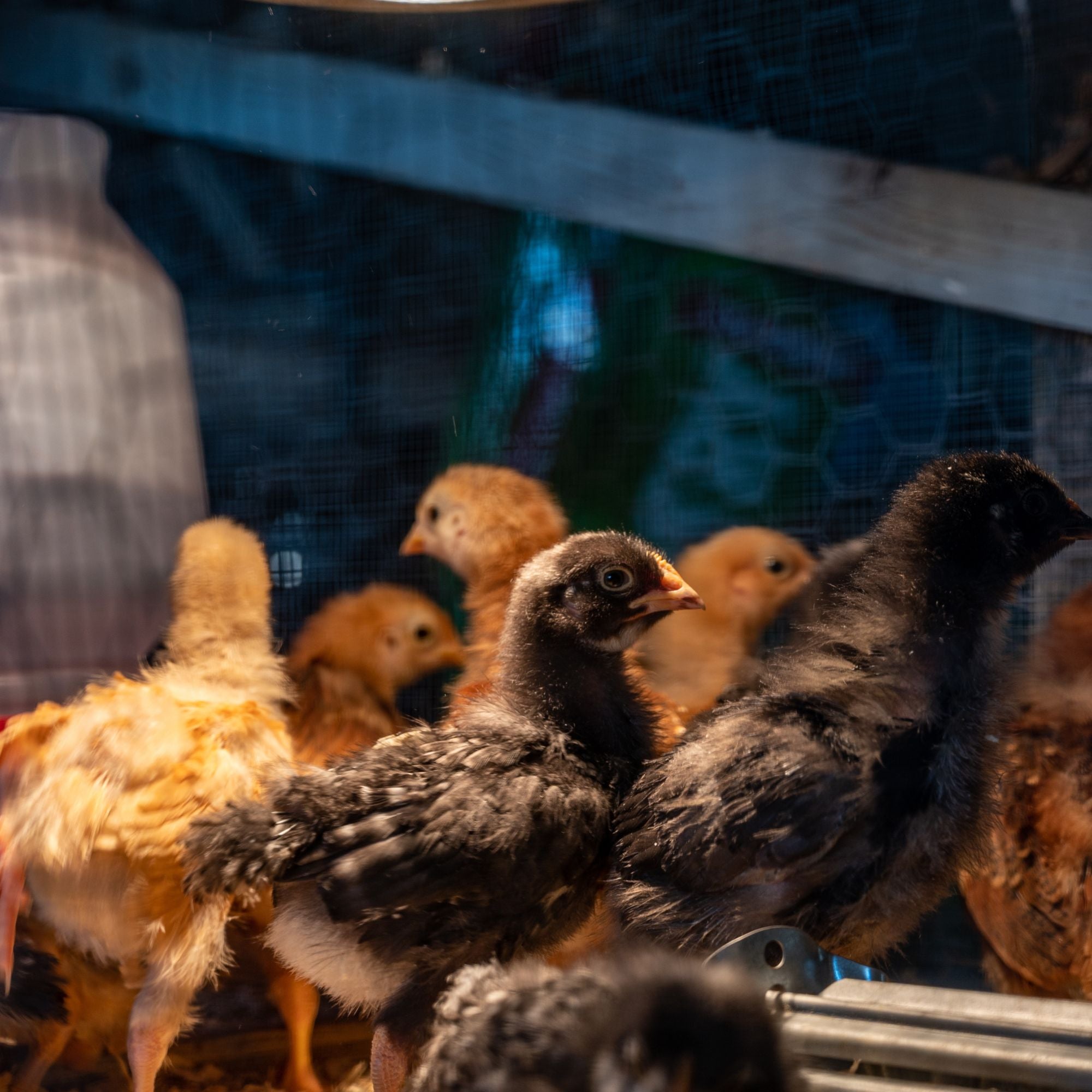 Baby chicks in a brooder do not need a fan. 
