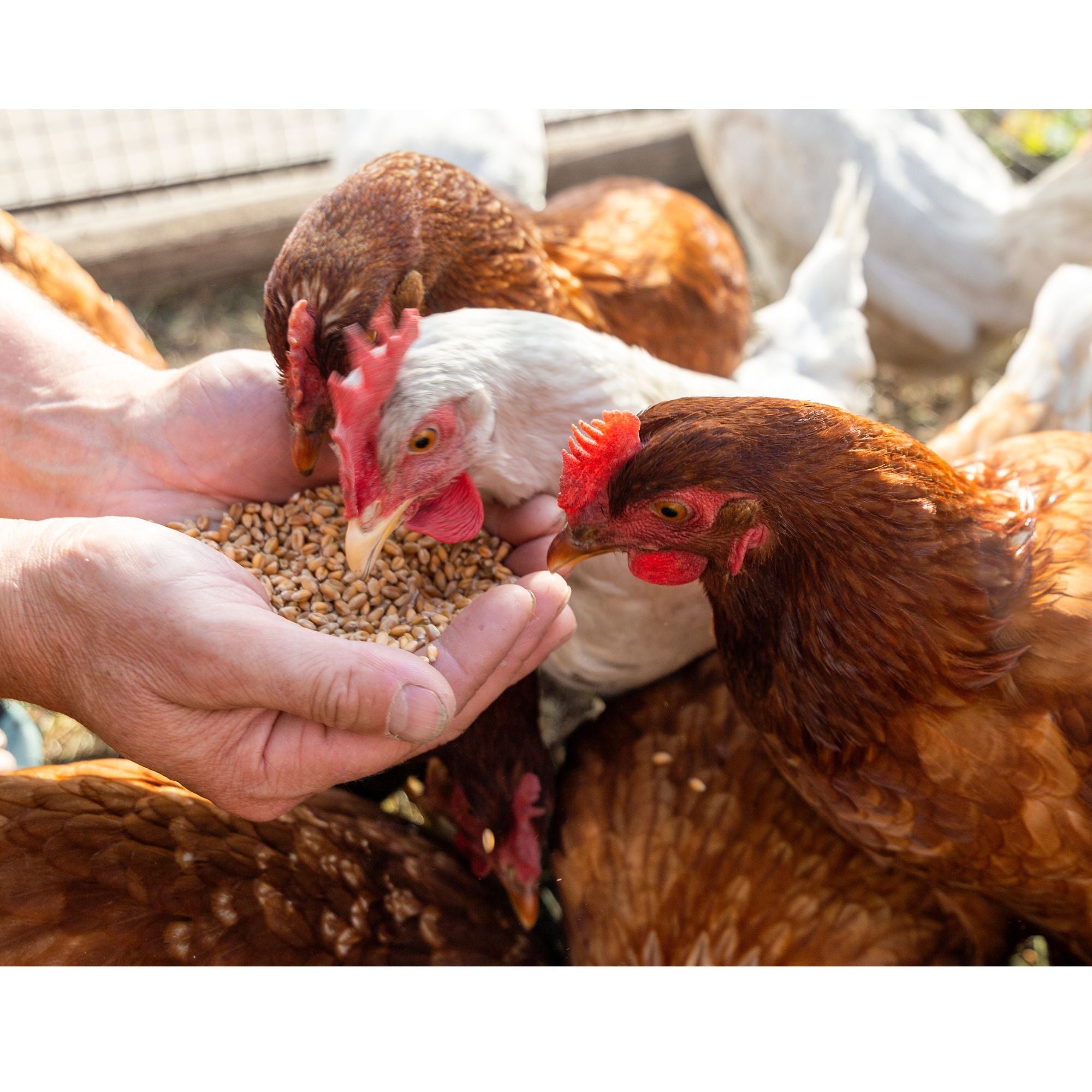 The cost of feeding a chicken depends on many factors including breed and how often they free range. 
