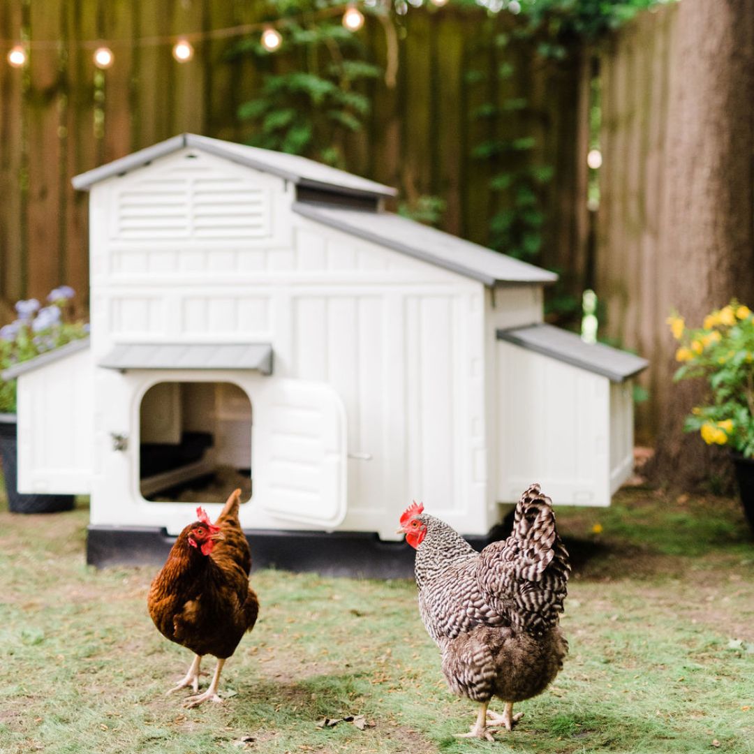 Learn what the best locations for a chicken coop are! 