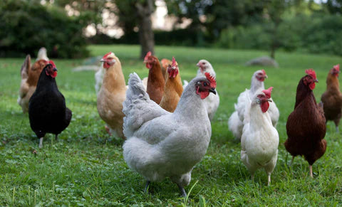 Will my lawn be safe for my pet chickens after I've had it sprayed?