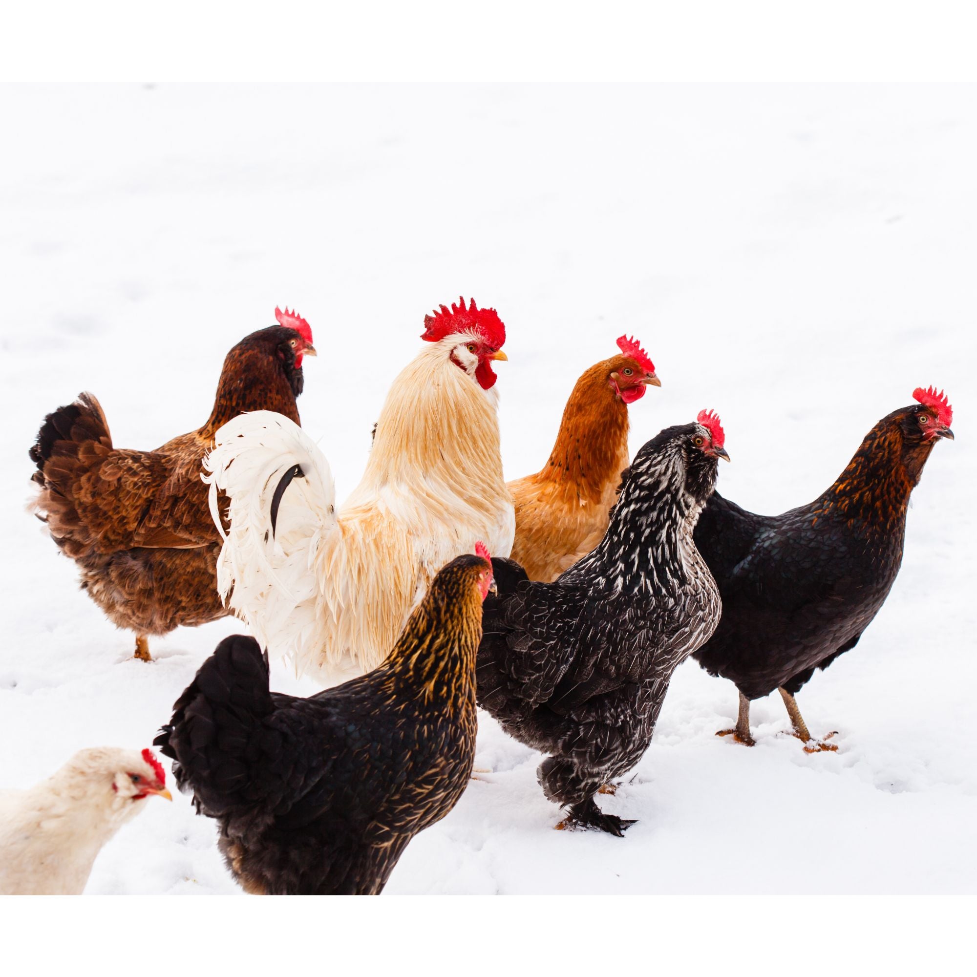 Yes, you can mix different chicken breeds in a flock. 