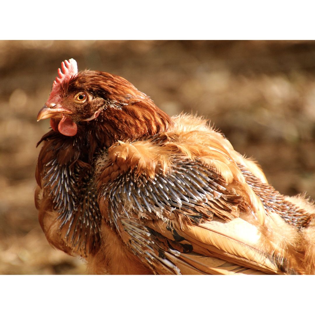 A chicken shows its feather loss from molting. 