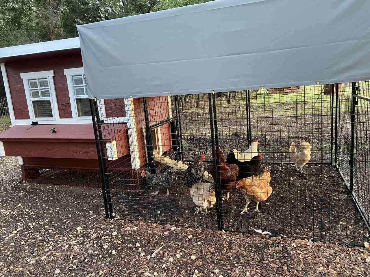 OverEZ Walk-In 8 ft. Chicken Run (6'6"W x 7'6"L x 6'3"H)