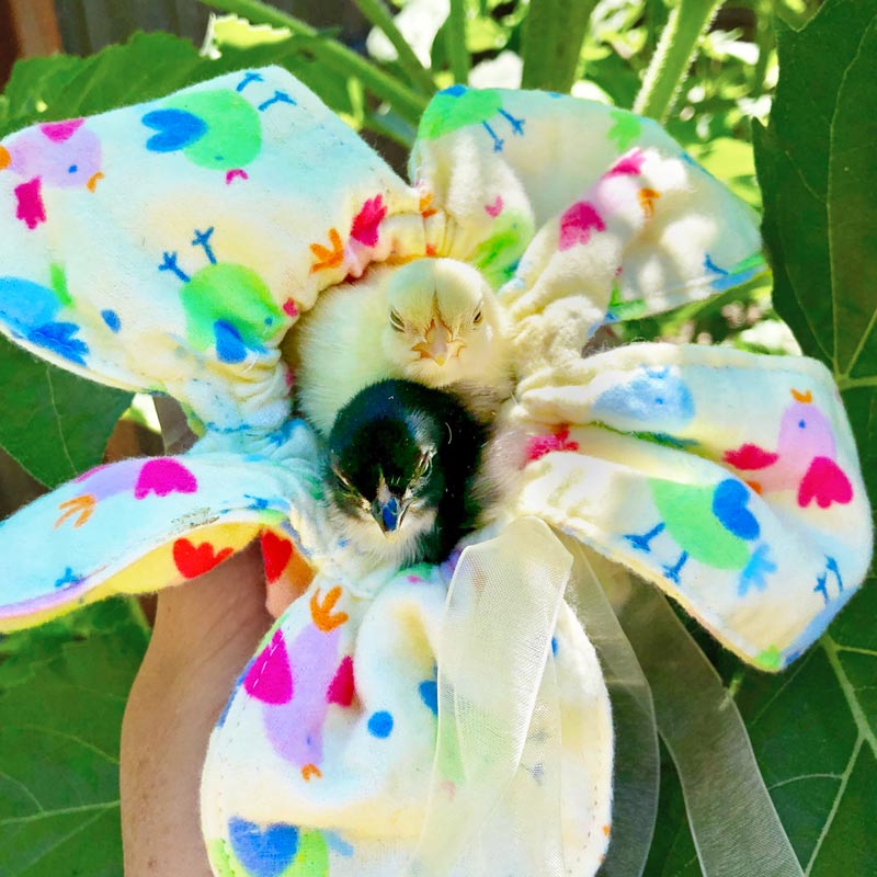 Peep Pouch - Cuddle Chicks Safely!