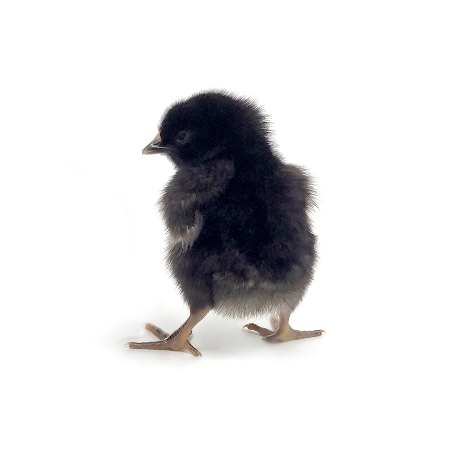 The Ameribella chicken breed will have beautiful black feathers with a hint of red.