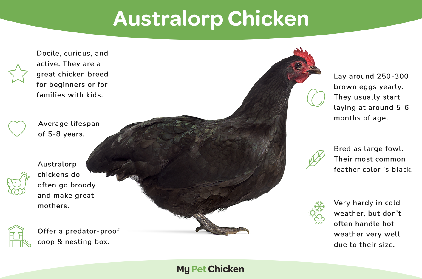 Australorp chicken infographic