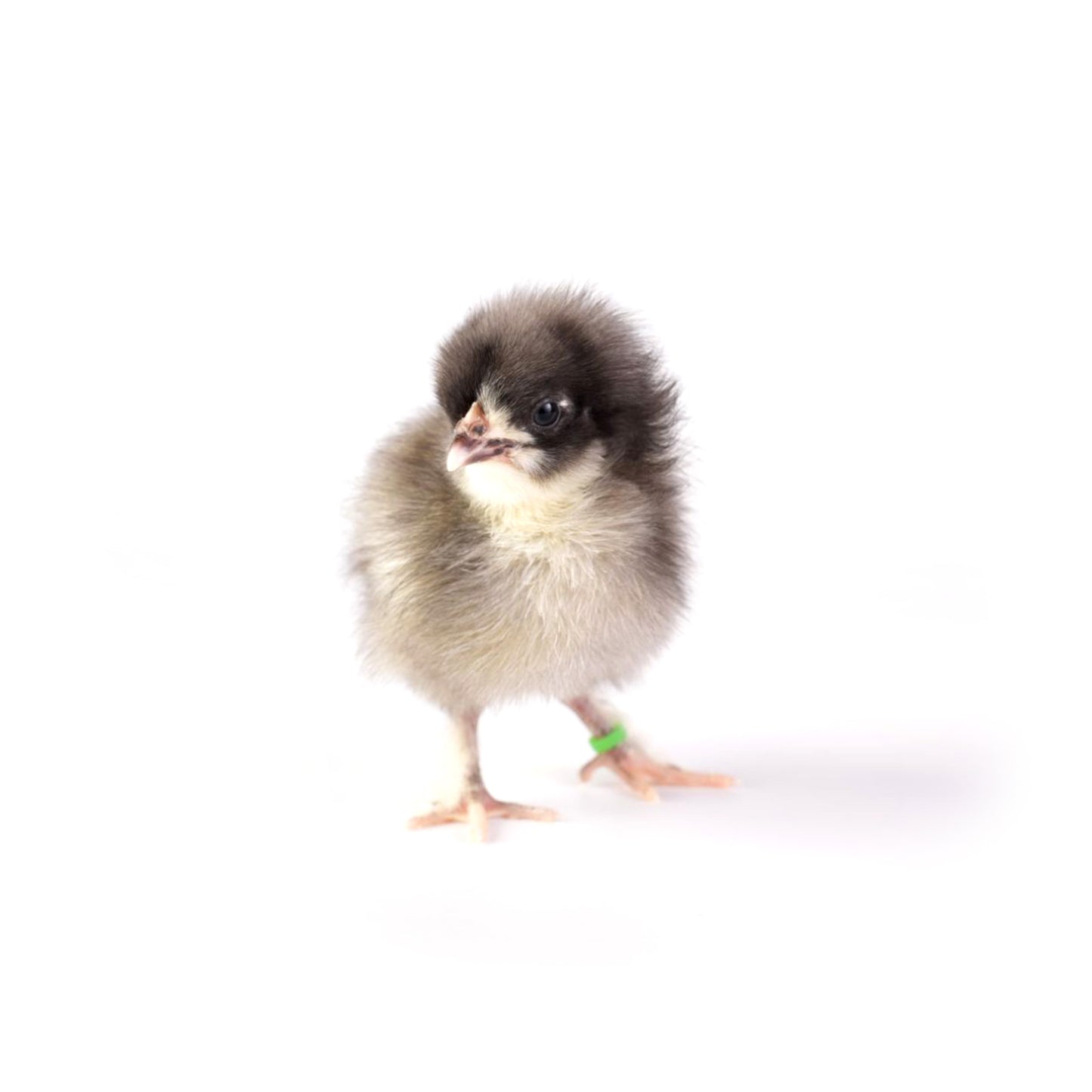 Blue/Black/Splash Birchen Marans lay a dark chocolate colored egg.
