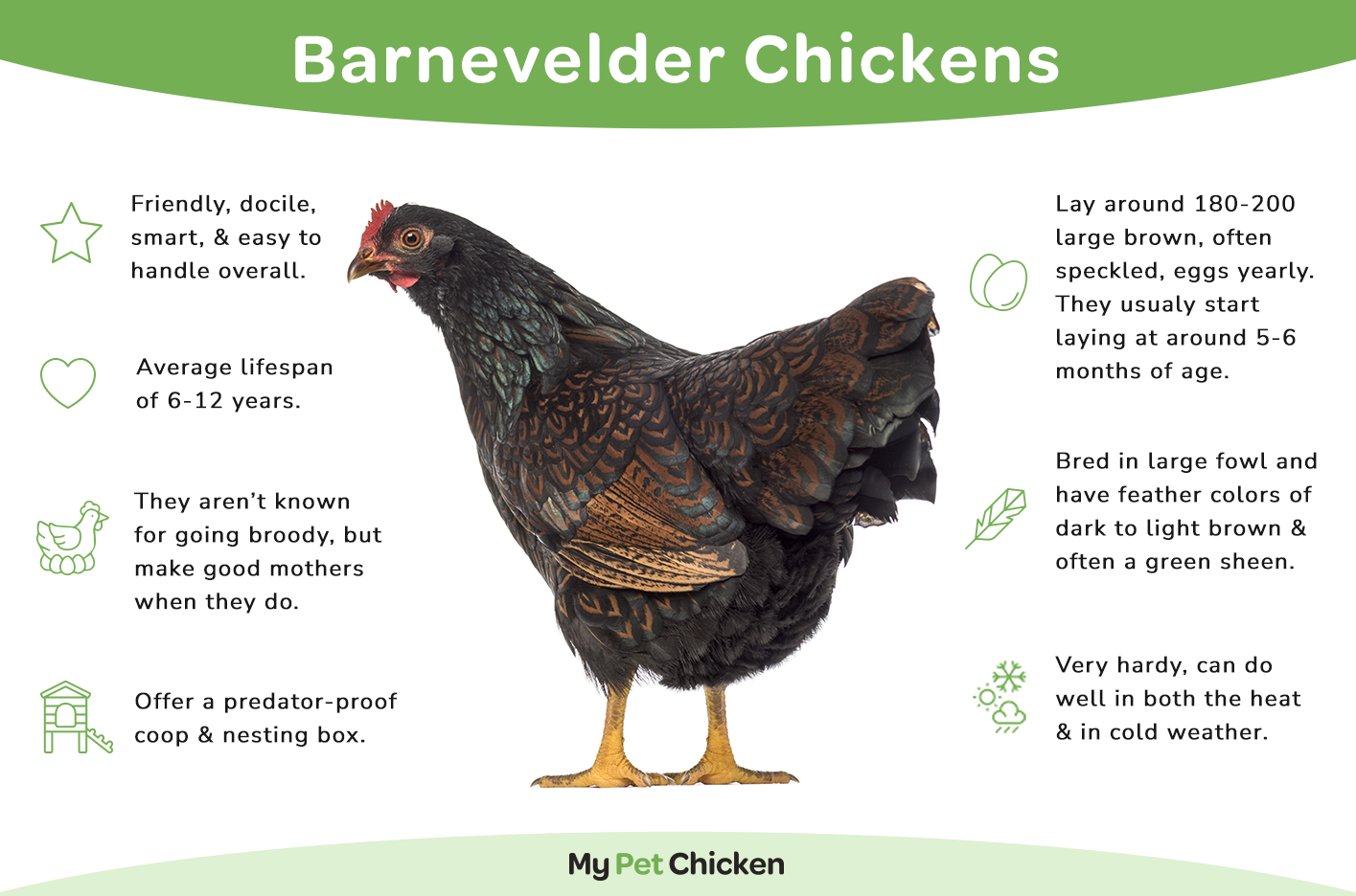 Double laced Barnevelder chicken infographic