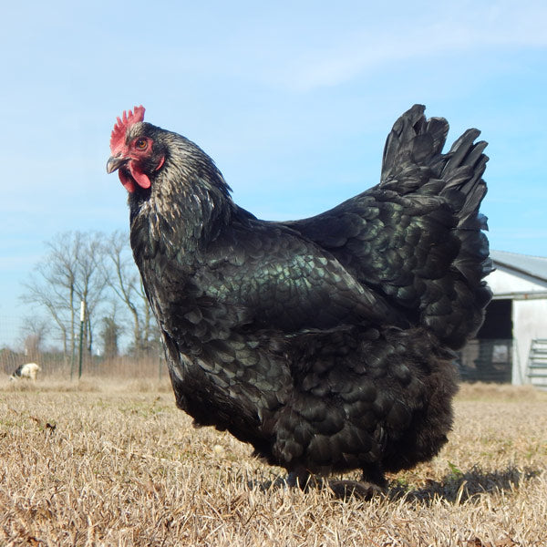 Blue/Black/Splash Birchen Marans Pullet