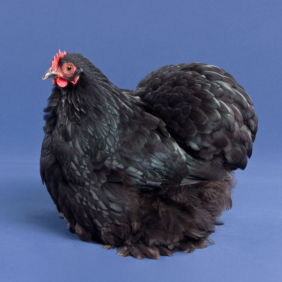 Black Cochin Bantam pullet
