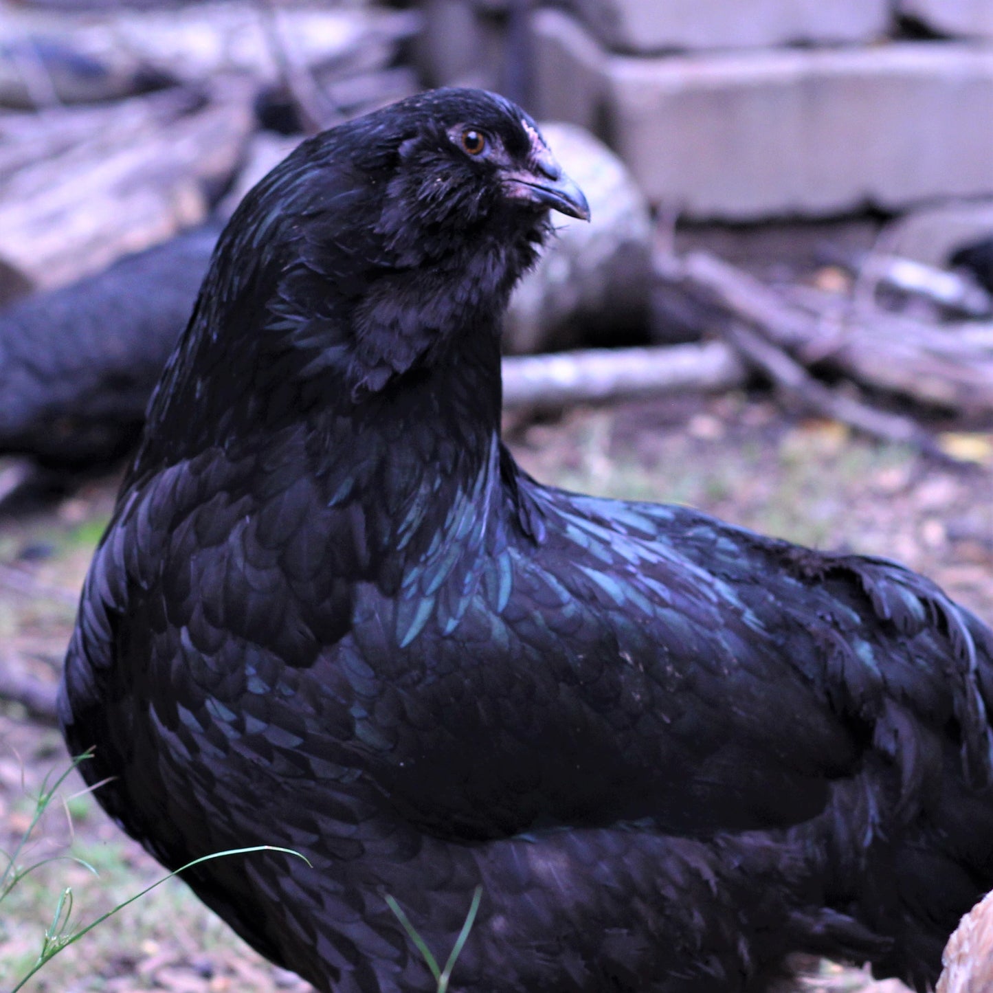 Pullet: Black Ameraucana, Shipping Week of