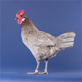 Pullet: Blue/Black/Splash Andalusian