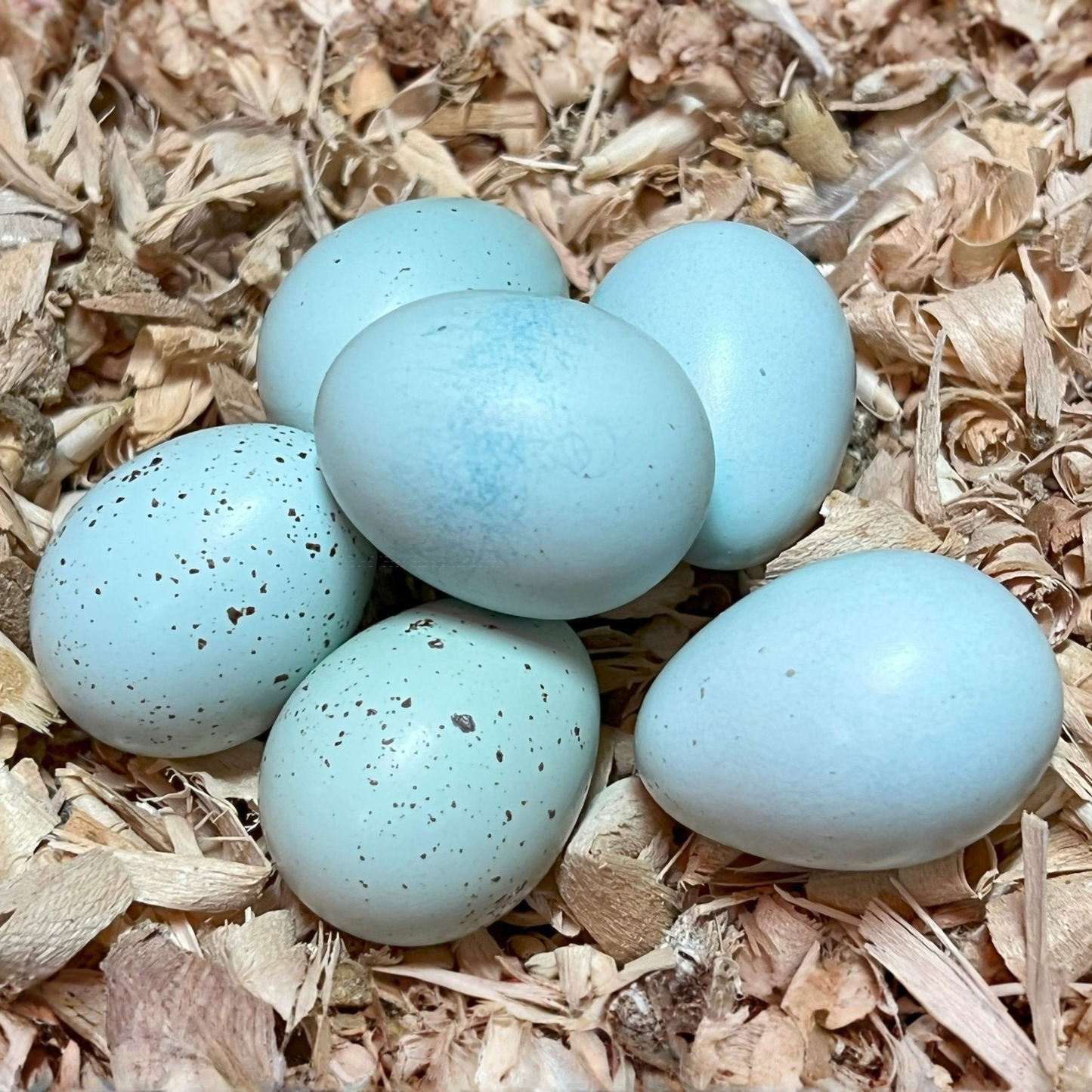 Hatching Eggs: Celadon "True Blue" Quail, Azure Acres Location