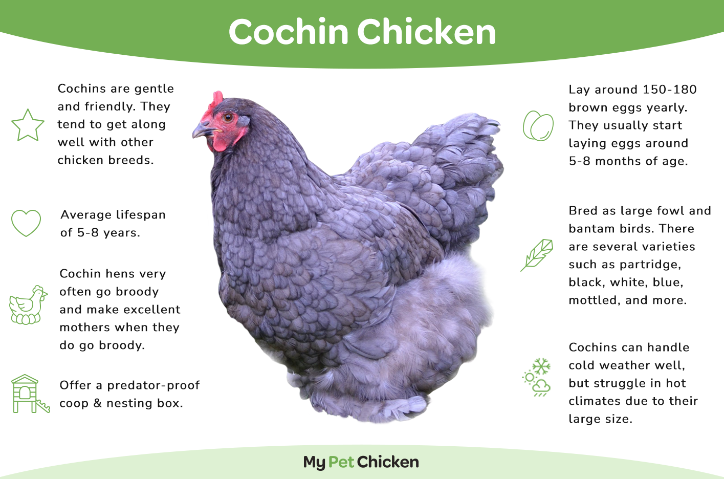 Cochin chickens are available in large fowl and bantam sizes. 
