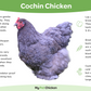 Cochin chicken are popular because of their sweet personality. 