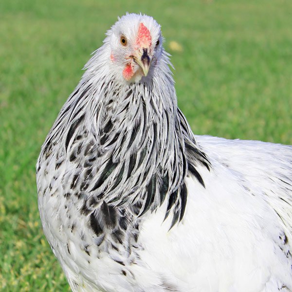Columbian Wyandotte chicken