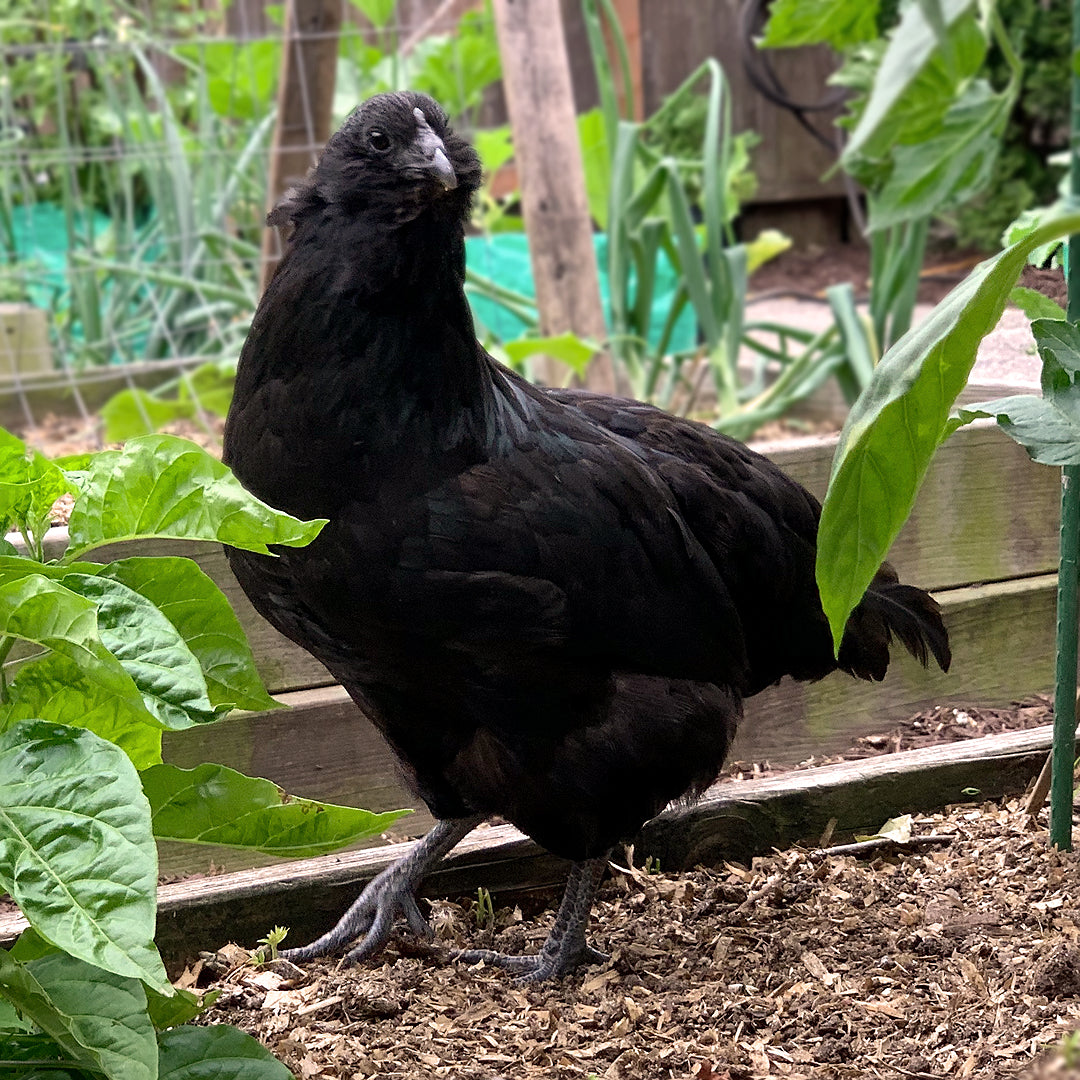 Pullet: Fibro Easter Egger, Shipping Week of