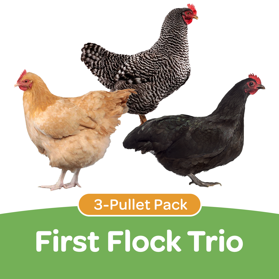 Pullet: First Flock Trio (3 Started Pullets), Shipping Week of