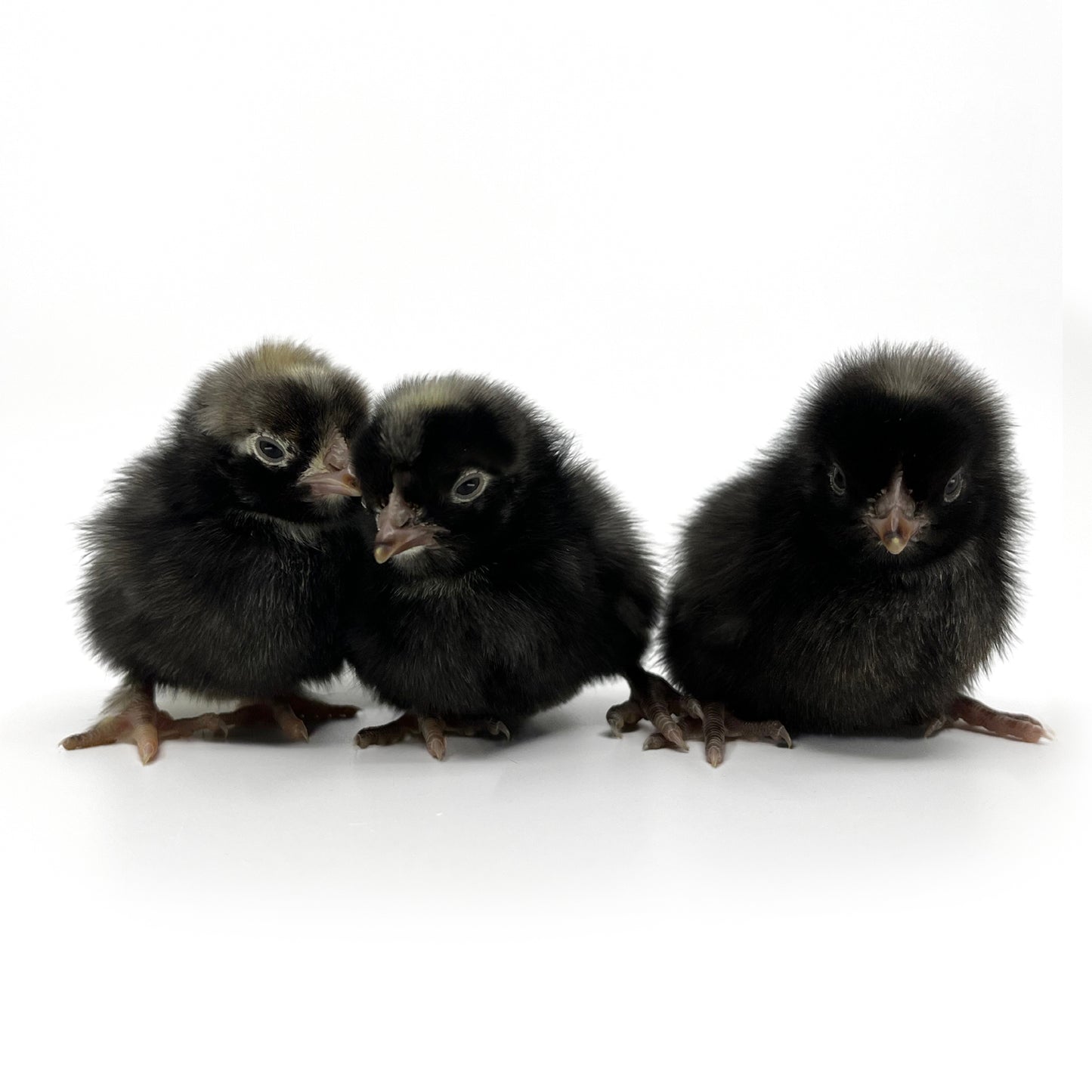 Golden Kissed granite Olive Egger baby chicks for sale.