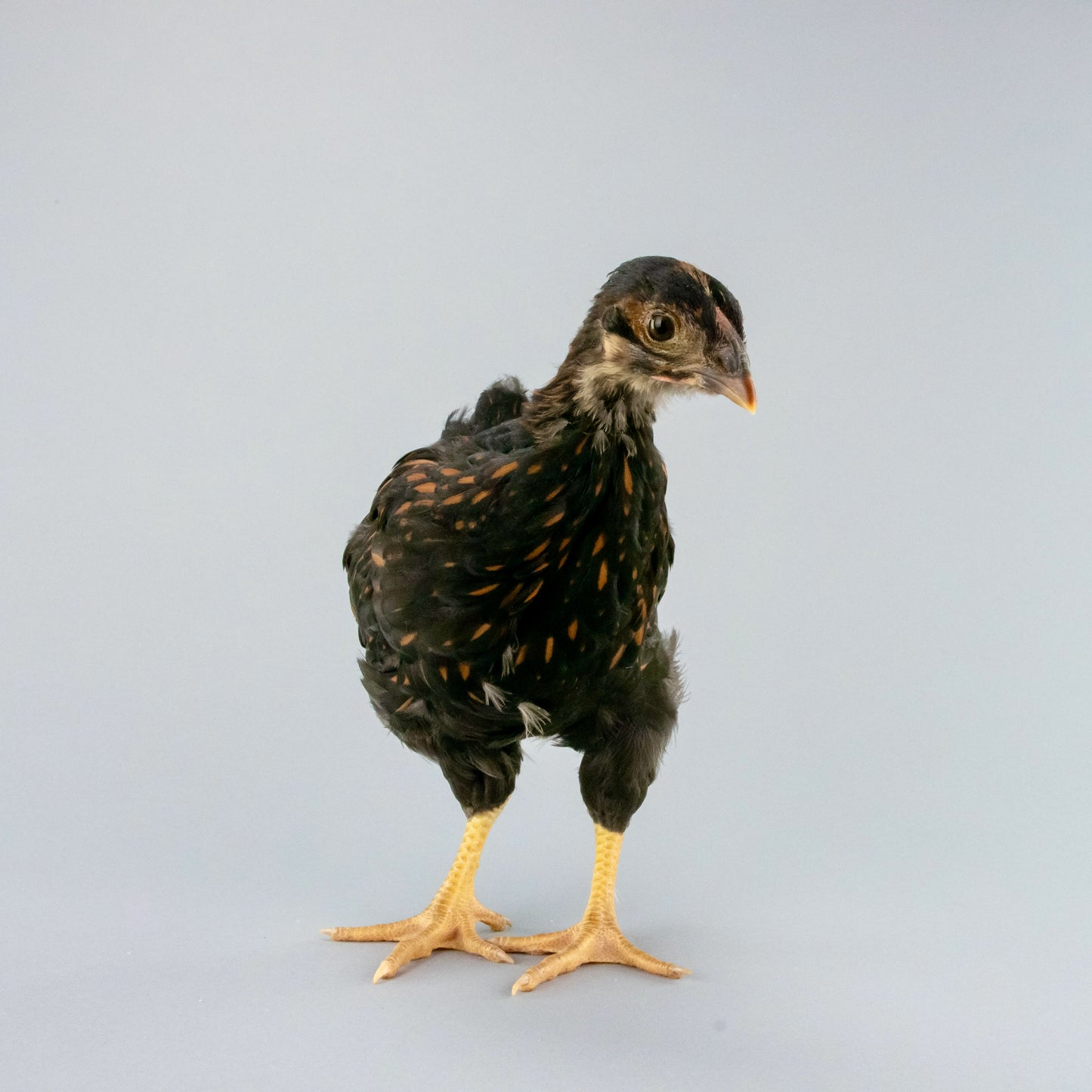 Golden Laced Wyandotte pullet