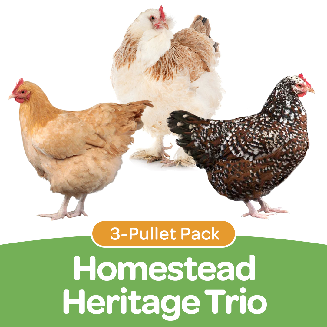 Pullet: Homestead Heritage Trio (3 Started Pullets), Shipping Week of