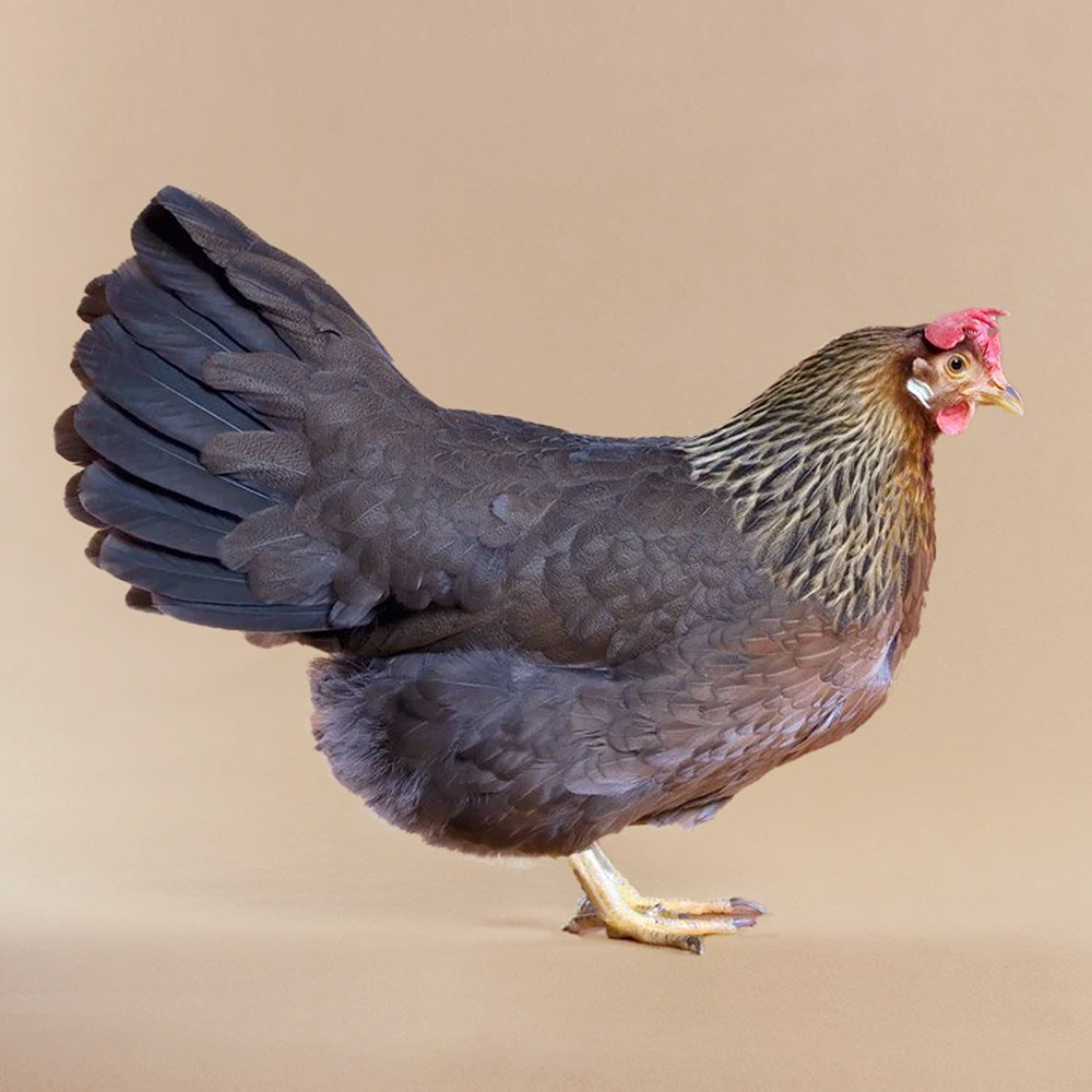 Pullet: Light Brown Leghorn, Shipping Week of