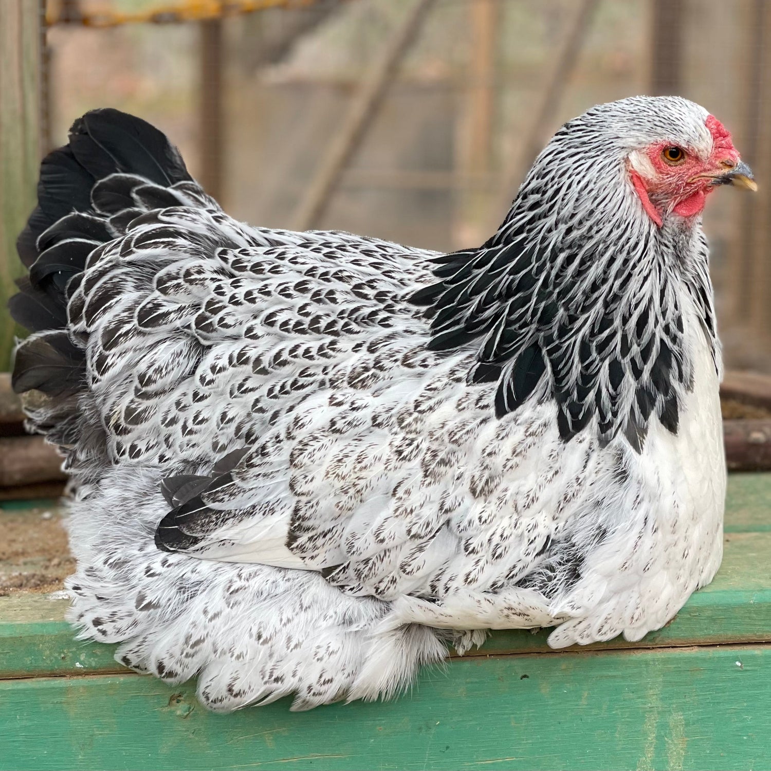 Light Brahma chicken