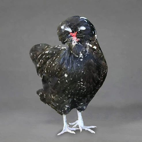 Pullet: Mottled Houdan, Shipping Week of