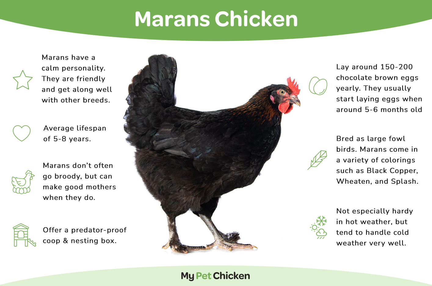 Hatching Eggs: Blue/Black/Splash Copper Marans, Flock & Field Location