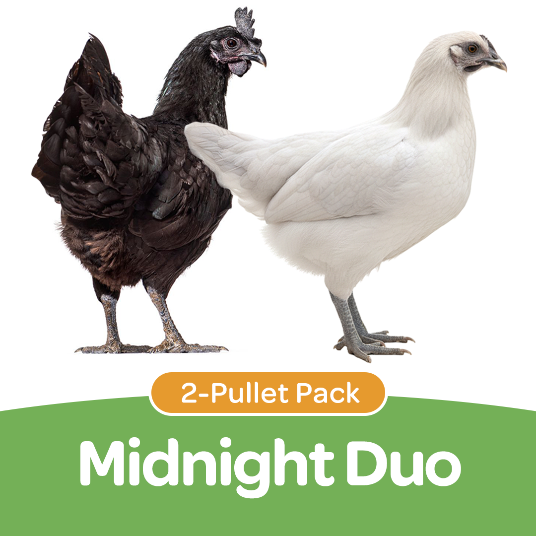 Pullet: Midnight Duo (2 Started Pullets), Shipping Week of 09/21/2026