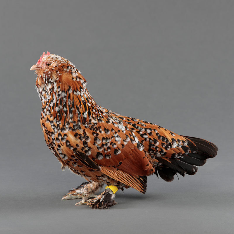 Mille Fleur d'Uccle Bantan pullet