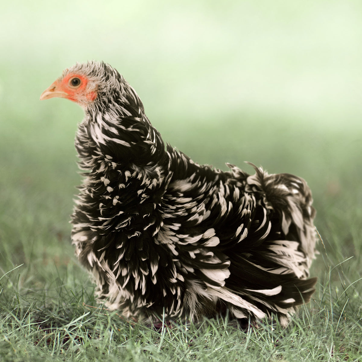 Pullet: Mottled Frizzle Cochin Bantam, Shipping Week of