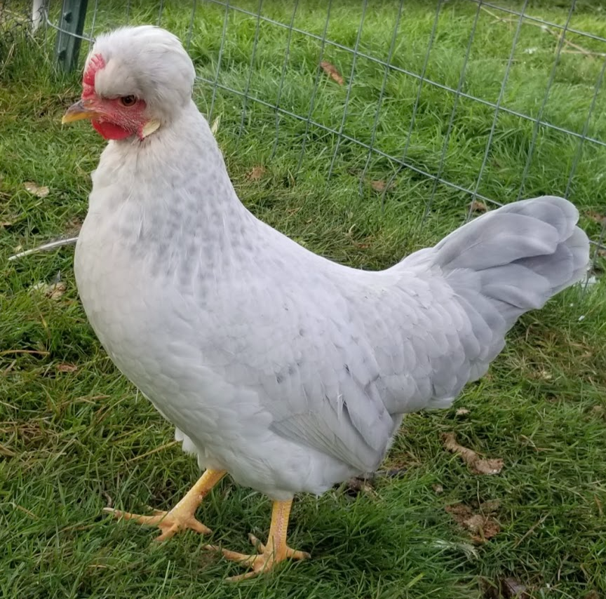 Opal Legbar Pullets for sale.