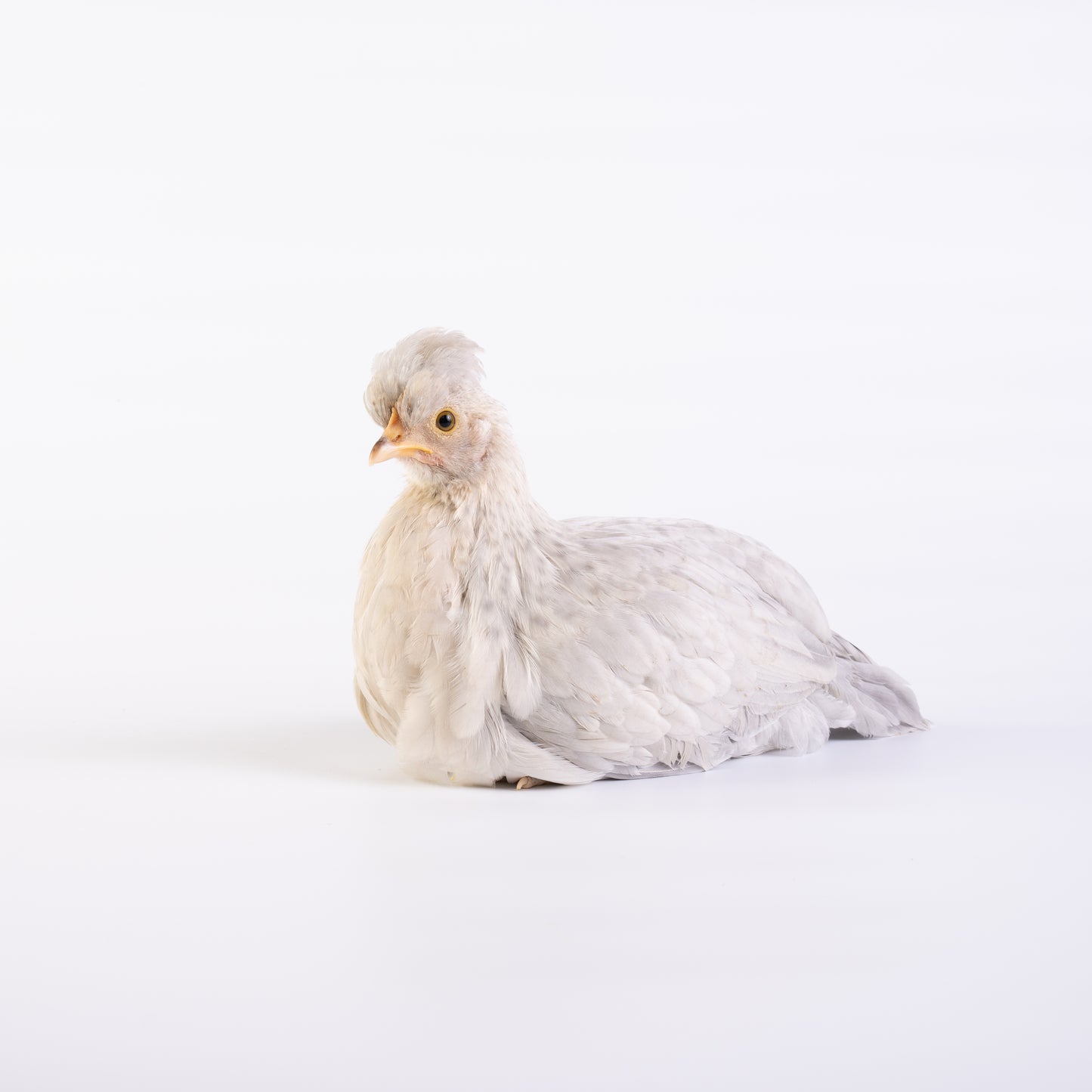 Baby Chicks: Rare Breed Assortment